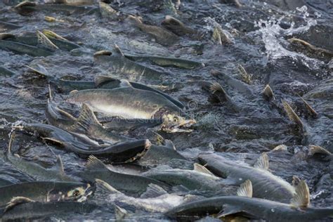 Spawning salmon stock photo. Image of sockeye, upstream - 255224910