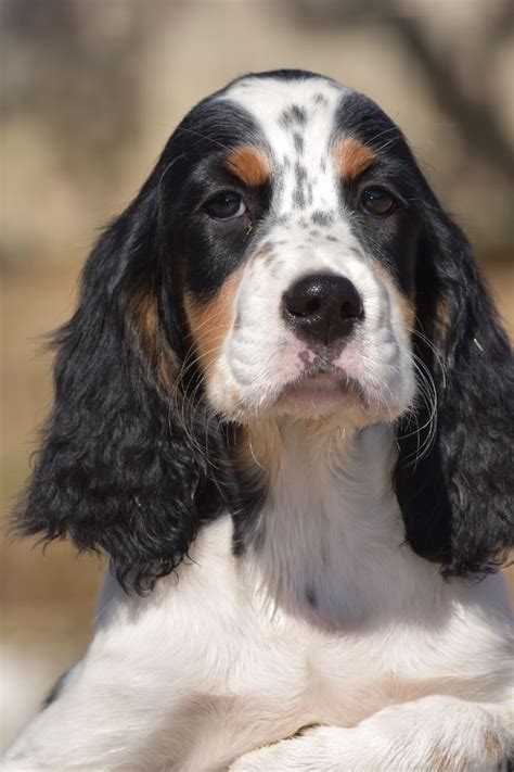 Accueil Elevage Du Fief De La Garenne Eleveur De Chiens Setter Anglais