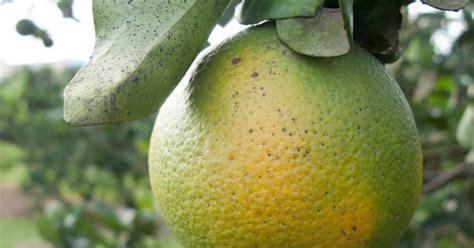 Scientists Believe Weapon Against Citrus Greening Already Exists In