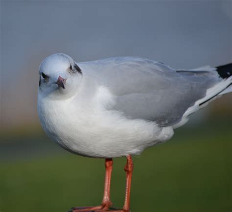 Images Gratuites La Nature Oiseau Aile Blanc Oiseau De Mer