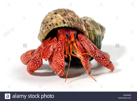 Australian Land Hermit Crab High Resolution Stock Photography And