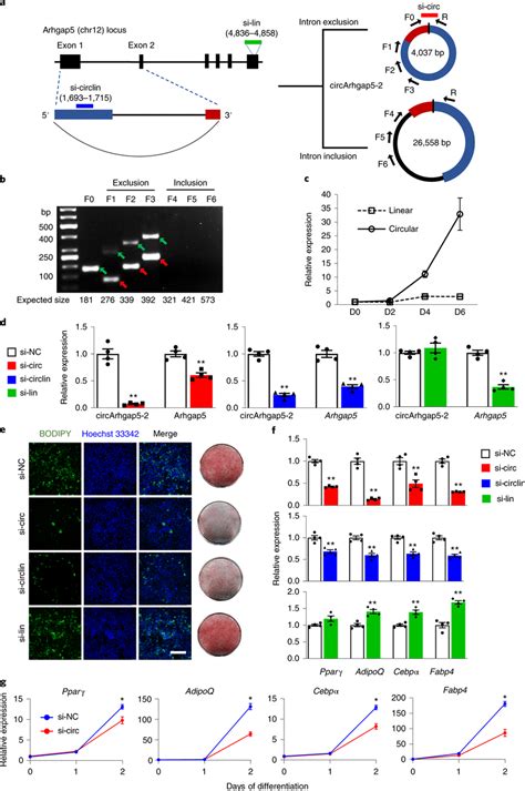 Knockdown Of CircArhgap5 2 Inhibits Adipogenesis A Schematic Of