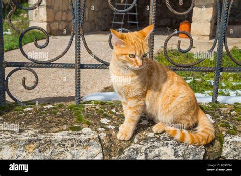 Gato Tabby Sentado Hi Res Stock Photography And Images Alamy