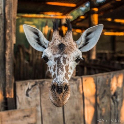 baby giraffe canberra zoo - ella-murphy