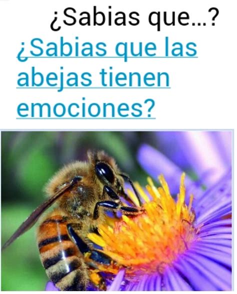 Abejas Meme Subido Por Rapsody Memedroid