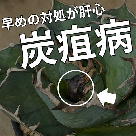 botanical box