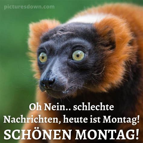 guten morgen montag lustig bild lemur kostenlos