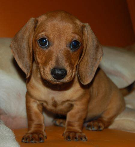 Sausage dog puppy!! | Woof! Woof! | Pinterest