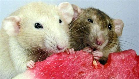 Продолжительность жизни декоративной крысы