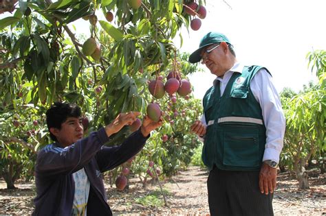 Gesti N Del Senasa Per Ya Puede Exportar Mango Fresco A Corea Del Sur