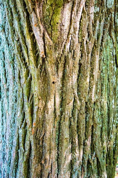 Natural Texture Of Old Oak Tree Bark Tree Bark Texture Stock Image