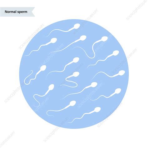 Human Sperm Cells Illustration Stock Image F035 4835 Science