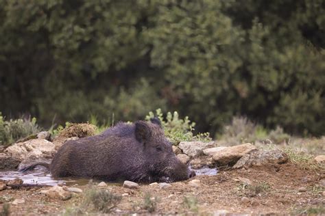 Slobodna Dalmacija Divlje svinje Černobila dugo su bunile