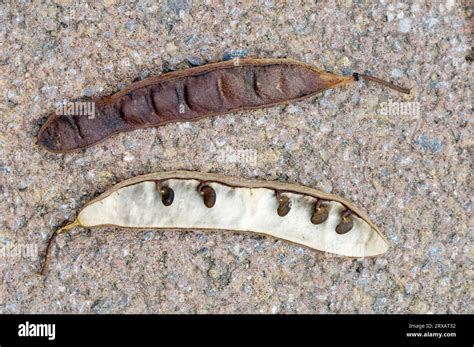 Black Locust Robinia Pseudoacacia With Seeds Black Locust Pod With