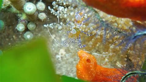 Sea Life Underwater A Spotted Cleaner Shrimp Periclimenes Yucatanicus