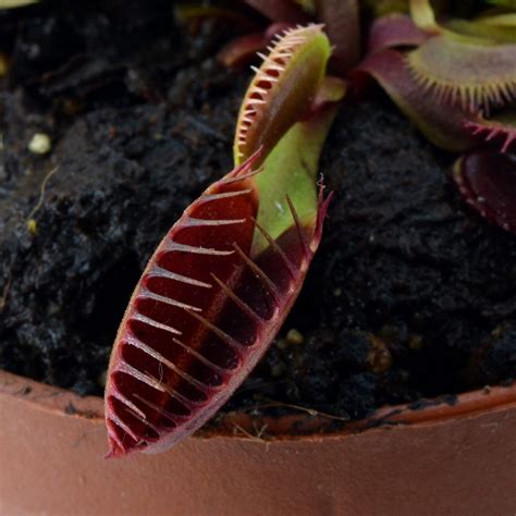 Dionaea Muscipula Big Teeth Red Giant Diflora