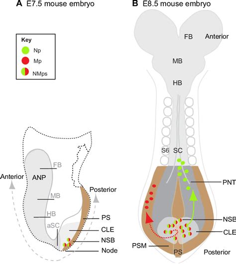 Figure 1 From Neuromesodermal Progenitors And The Making Of The Spinal