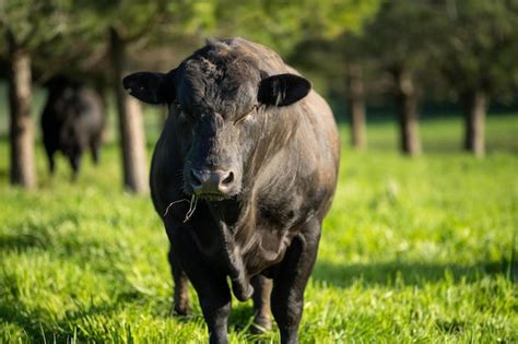 Primer Plano De Stud Beef Toros Y Vacas Pastando En La Hierba En Un