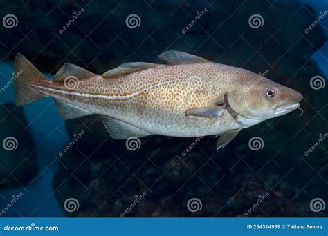 Atlantischer Kabeljau Gadus Morhua Stockbild Bild Von Wasser