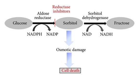 Sorbitol Pathway