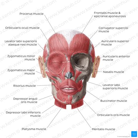 Facial Muscles 1 Muscle Anatomy Facial Anatomy Face Muscles Anatomy Images