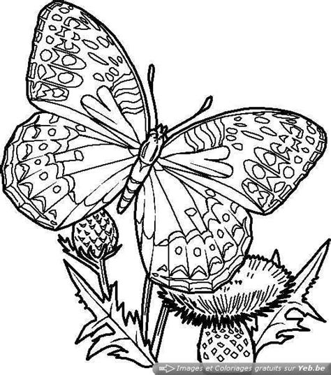 Coloriage Papillon Difficile en couleur dessin gratuit à imprimer