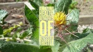 10 Amazing Health Benefits Of Blessed Thistle - pangbenta.com