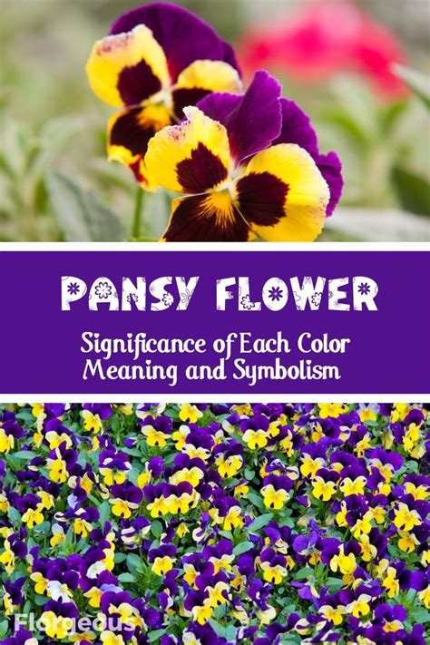 Pansy Flower Colors: Meaning and Symbolism