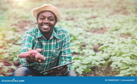 African Farmer Man Holding Fresh Sweet Potato At Organic Farm With