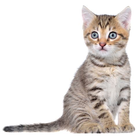 Fascinating Facts About Domestic Shorthair Cats - Cat Appy