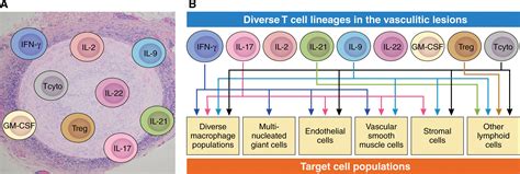 Immunology Of Giant Cell Arteritis Circulation Research