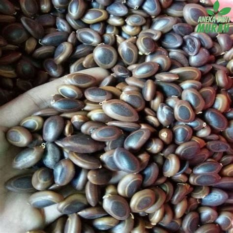 Jual Aneka Bibit Kg Benih Biji Pohon Sengon Buto Di Lapak