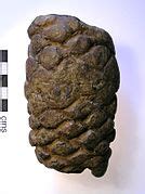 Category:Cycadophyta fossils - Wikimedia Commons