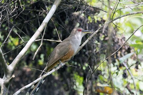 Endemic Birds of Puerto Rico - WorldAtlas