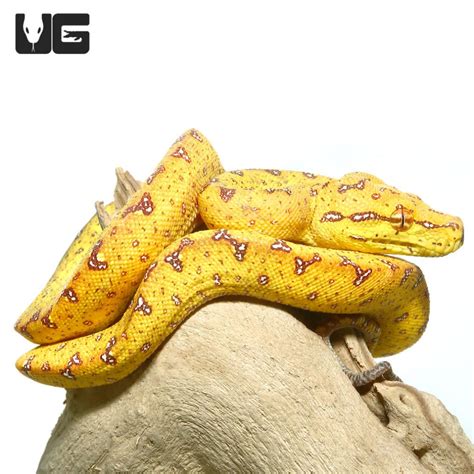 Baby Biak Green Tree Pythons For Sale - Underground Reptiles