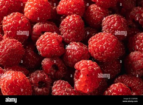 fresh red raspberry fruits  organic  vitamin food background