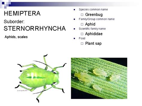 Hemiptera Suborder Sternorrhyncha Aphids Scales Subordinal