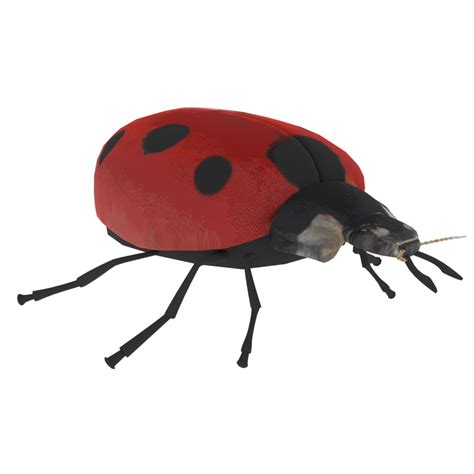 Ladybird Isolated On Transparent 37802221 Png