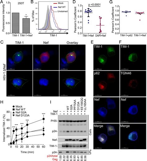 TIM Mediated Inhibition Of HIV 1 Release Is Antagonized By Nef But