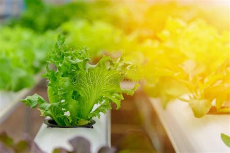 Green Hydroponic Organic Salad Vegetable In Farm Thailand Stock Image