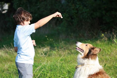 Comment Dresser Un Chien La Maison Housekeeping Magazine Id Es