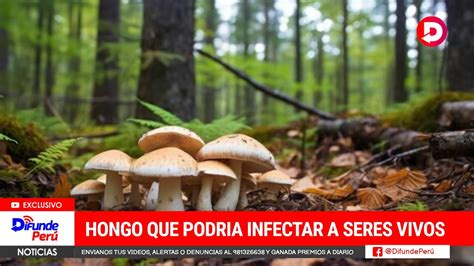 Un Hongo Est Evolucionando Para Infectar Seres Vivos Y Los Humanos