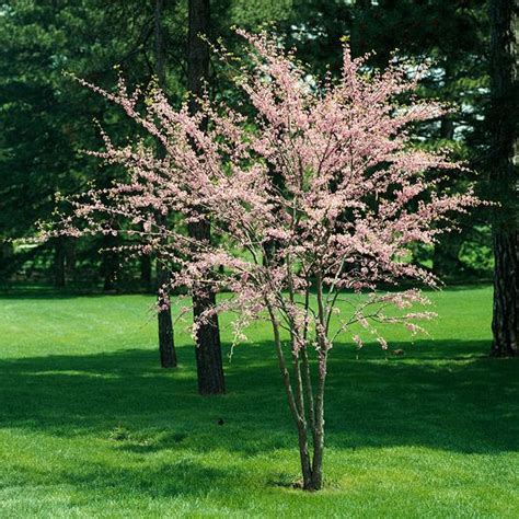 10 Best Flowering Trees And Shrubs For Adding Color To Your Yard