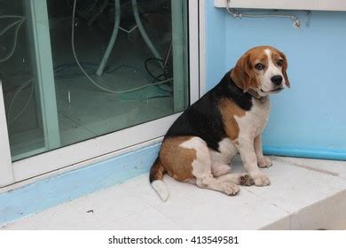 Fat Beagle Dog Stock Photos - 331 Images | Shutterstock