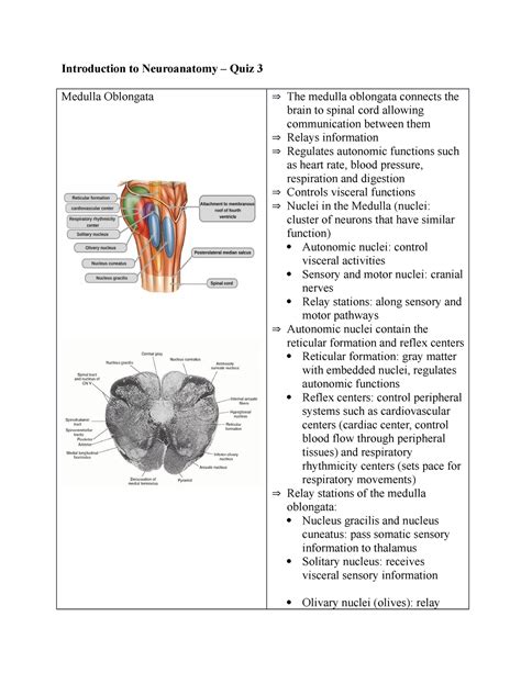 Neuroanatomy Notes Introduction To Neuroanatomy Quiz 3 Medulla