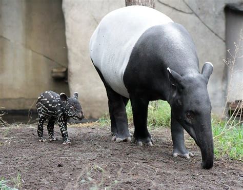 Malayan tapir tapirus indicus facts an endangered species – Artofit