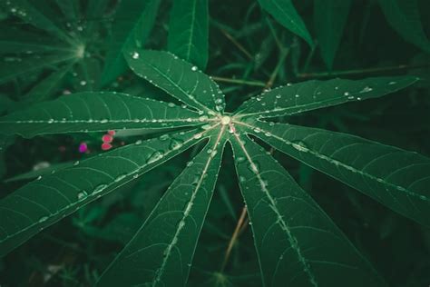 Premium Photo A Green Cassava Leaf With Water Droplets On It