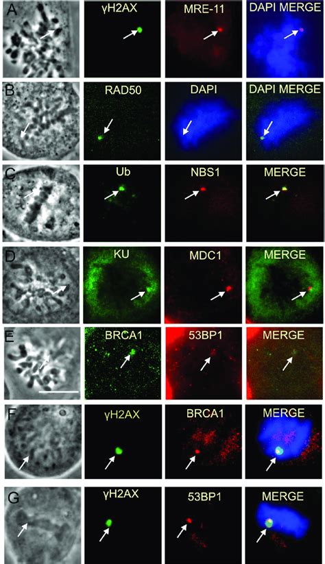 Mitotic Laser Induced DNA Damage Leads To The Recruitment Of Various