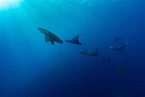 10 Facts About Mobula Rays | Cabo Adventures