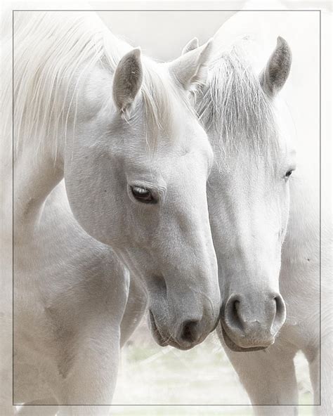 Friends Photograph By Wes And Dotty Weber Fine Art America